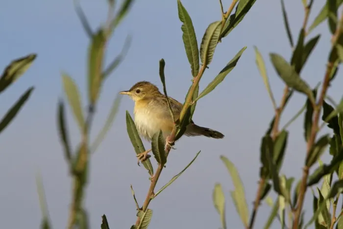 Framed Print : Fan-tailed Warbler (Cisticola juncidis) adult, perched on stem, Extremadura, Spain, september Framed Print : Fan-tailed Warbler (Cisticola juncidis) adult, perched on stem, Extremadura, Spain, september