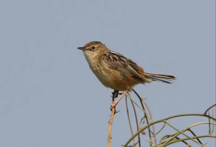 Framed Print : Fan-tailed Warbler (Cisticola juncidis cisticola) adult, perched on twig, Ria Formosa N. P. Algarve, Portugal, april Framed Print : Fan-tailed Warbler (Cisticola juncidis cisticola) adult, perched on twig, Ria Formosa N. P. Algarve, Portugal, april