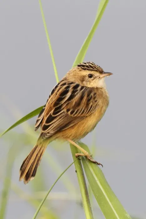 Framed Print : Fan-tailed Warbler (Cisticola juncidis tinnabulans) adult, perched on grass, Nam Sang Wai, Hong Kong, China, december Framed Print : Fan-tailed Warbler (Cisticola juncidis tinnabulans) adult, perched on grass, Nam Sang Wai, Hong Kong, China, december