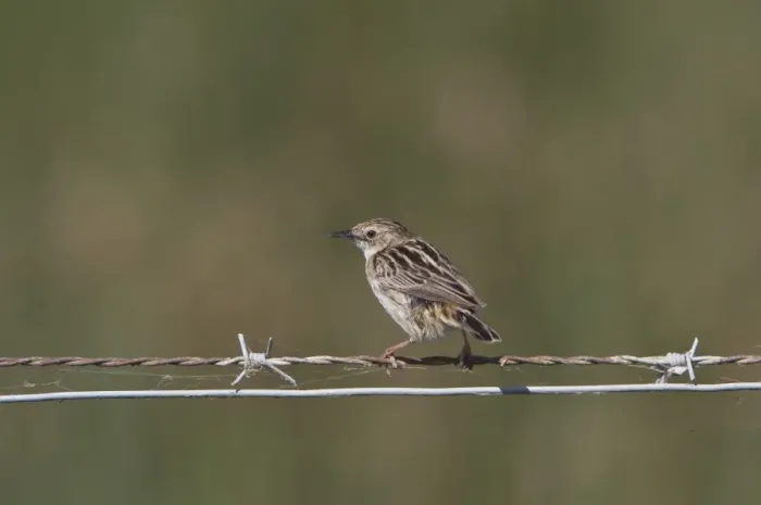 Framed Print : Fan tailed Warbler or Zitting Cisticola on wire fence - Coto Donana, Spain Framed Print : Fan tailed Warbler or Zitting Cisticola on wire fence - Coto Donana, Spain