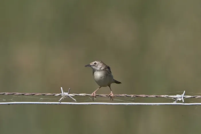 Framed Print : Fan tailed Warbler or Zitting Cisticola on wire fence - Coto Donana, Spain Framed Print : Fan tailed Warbler or Zitting Cisticola on wire fence - Coto Donana, Spain