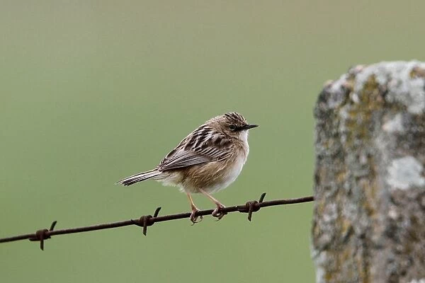 Fan tailed or Zitting Cisticola on barbed wire fence - Extremadura, Spain