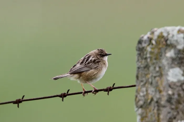Framed Print : Fan tailed or Zitting Cisticola on barbed wire fence - Extremadura, Spain Framed Print : Fan tailed or Zitting Cisticola on barbed wire fence - Extremadura, Spain