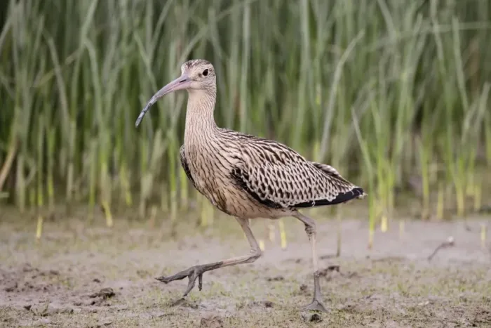 Framed Print : Far Eastern Curlew (Numenius madagascariensis) adult, walking on mud, Mai Po, New Territories, Hong Kong, China, August Framed Print : Far Eastern Curlew (Numenius madagascariensis) adult, walking on mud, Mai Po, New Territories, Hong Kong, China, August