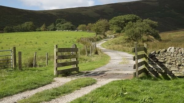 Farm track with cattle grid, Chipping, Forest of Bowland, Lancashire, England, September
