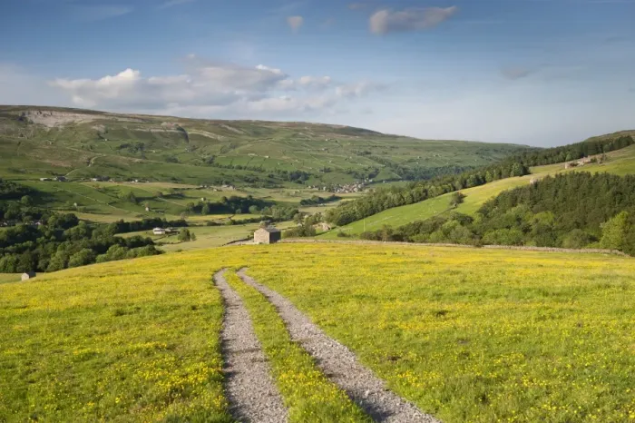 Framed Print : Farm track across upland hay meadow with flowering buttercups, Swaledale, Yorkshire Dales N. P Framed Print : Farm track across upland hay meadow with flowering buttercups, Swaledale, Yorkshire Dales N. P