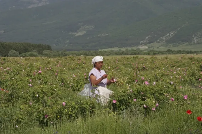 Framed Print : Farm worker harvesting crop of commercially grown Rose (Rosa sp. ) buds for perfume industry, Central Bulgaria, may Framed Print : Farm worker harvesting crop of commercially grown Rose (Rosa sp. ) buds for perfume industry, Central Bulgaria, may