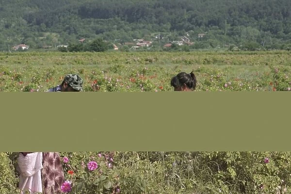 Farm workers harvesting crop of commercially grown Rose (Rosa sp. ) buds for perfume industry, Central Bulgaria, may