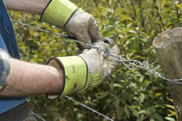 Farmer fencing with barbed wire, twisting wire with pliers, Sweden, spring