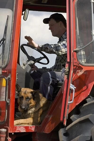 Farmer with German Shepherd Dog, sitting in tractor cab, Sweden