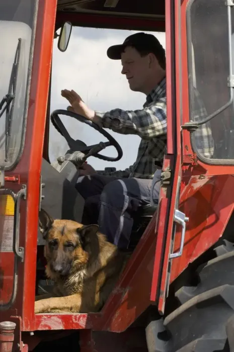 Framed Print : Farmer with German Shepherd Dog, sitting in tractor cab, Sweden Framed Print : Farmer with German Shepherd Dog, sitting in tractor cab, Sweden