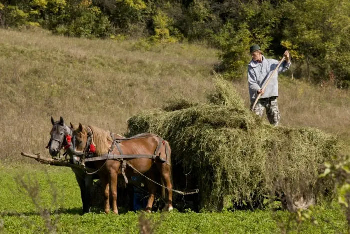 Framed Print : Farmer harvesting hay crop, loading horse and cart, near Saxon village of Mureni, Transylvania, Romania, october Framed Print : Farmer harvesting hay crop, loading horse and cart, near Saxon village of Mureni, Transylvania, Romania, october