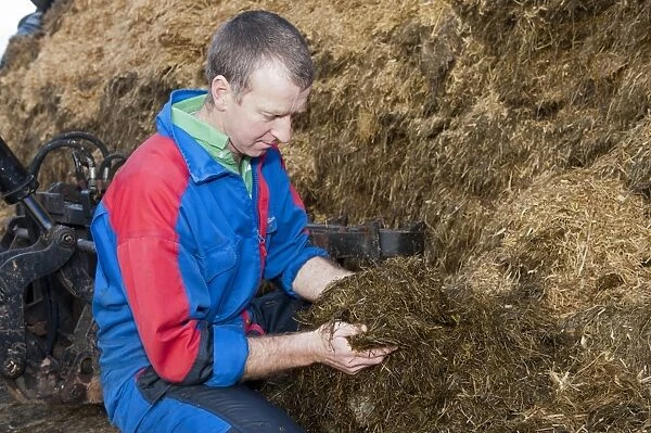 Farmer inspecting quality of silage in silage pit, England, november