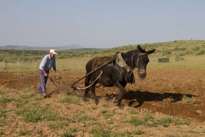 Framed Print : Farmer with mule pulling plough, ploughing field in steppe, Extremadura, Spain, april Framed Print : Farmer with mule pulling plough, ploughing field in steppe, Extremadura, Spain, april