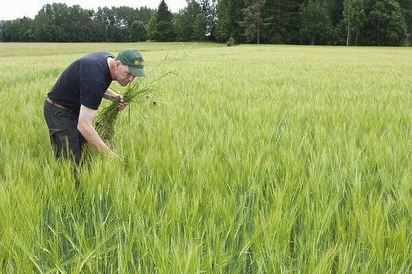 Farmer pulling Wild Oats (Avena sp. ) weeds from unripe Barley (Hordeum vulgare) crop, Sweden