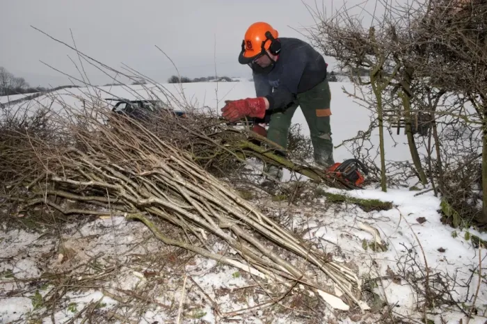 Framed Print : Farmer repairing old hedge in snow, cutting out old growth and relaying branches to make field boundry, Cumbria, England, december Framed Print : Farmer repairing old hedge in snow, cutting out old growth and relaying branches to make field boundry, Cumbria, England, december