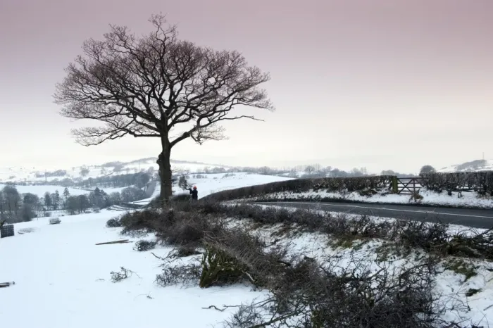 Framed Print : Farmer repairing old hedge in snow at evening, cutting out old growth and relaying branches to make field boundry, Cumbria, England, december Framed Print : Farmer repairing old hedge in snow at evening, cutting out old growth and relaying branches to make field boundry, Cumbria, England, december