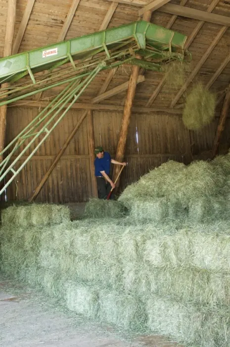 Framed Print : Farmer stacking small bales beside elevator in barn, Sweden