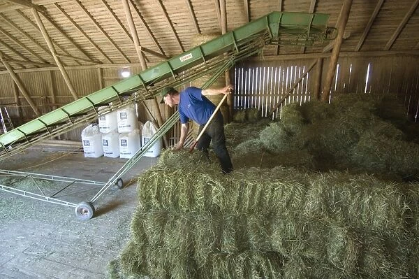 Farmer stacking small bales beside elevator in barn, Sweden
