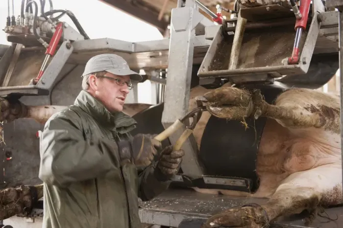 Framed Print : Farmer trimming hooves of cattle in hoof trimming crush, England, May Framed Print : Farmer trimming hooves of cattle in hoof trimming crush, England, May