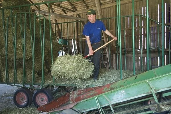 Farmer unloading small bales from wagon onto elevator in barn, Sweden