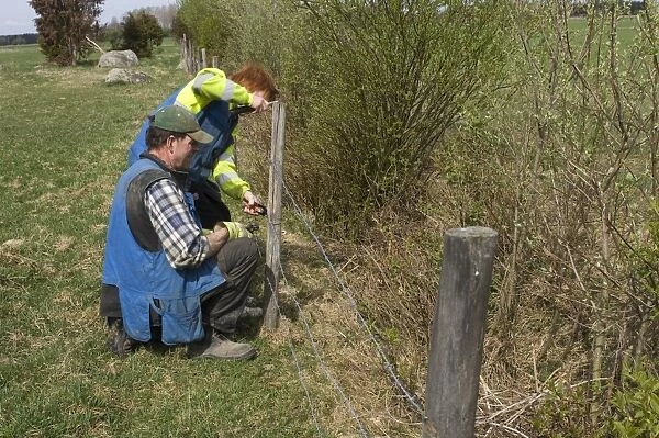 Farmers fencing with barbed wire, fixing wire to post, Sweden, spring