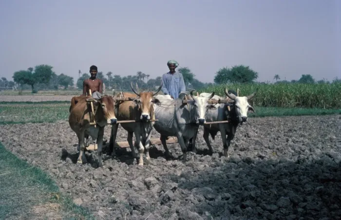 Framed Print : Farming - Pakistan men with four Bullocks / Rolling soil / Gagri / West Pakistan Framed Print : Farming - Pakistan men with four Bullocks / Rolling soil / Gagri / West Pakistan