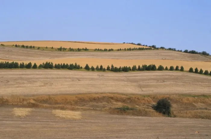 Framed Print : Farmland of strip crop fields with protective trees to prevent soil erosion, Washington State, U. S. A Framed Print : Farmland of strip crop fields with protective trees to prevent soil erosion, Washington State, U. S. A