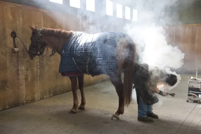Framed Print : Farrier shoeing horse, Haras du Pin, Normandy, France, March Framed Print : Farrier shoeing horse, Haras du Pin, Normandy, France, March