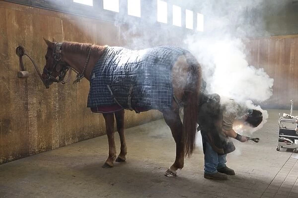Farrier shoeing horse, Haras du Pin, Normandy, France, March