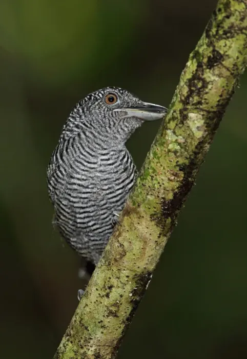 Framed Print : Fasciated Antshrike (Cymbilaimus lineatus fasciatus) adult male, perched on branch, Pipeline Road, Panama, November Framed Print : Fasciated Antshrike (Cymbilaimus lineatus fasciatus) adult male, perched on branch, Pipeline Road, Panama, November