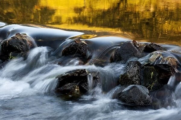 Fast-flowing mountain stream, flowing over rocks with fallen leaves, Lake District, Cumbria, England, november
