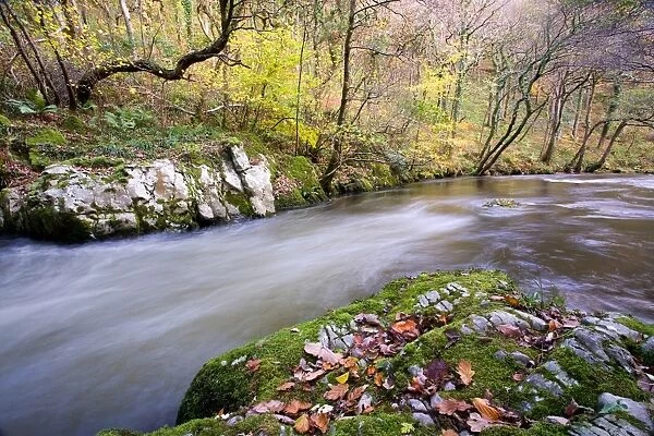 Fast-flowing river in woodland habitat, East Lyn River, Barton Woods, North Devon, England, november