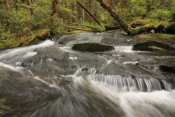 Fast-flowing stream in temperate coastal rainforest habitat, Roscoe Inlet, Coast Mountains, Great Bear Rainforest