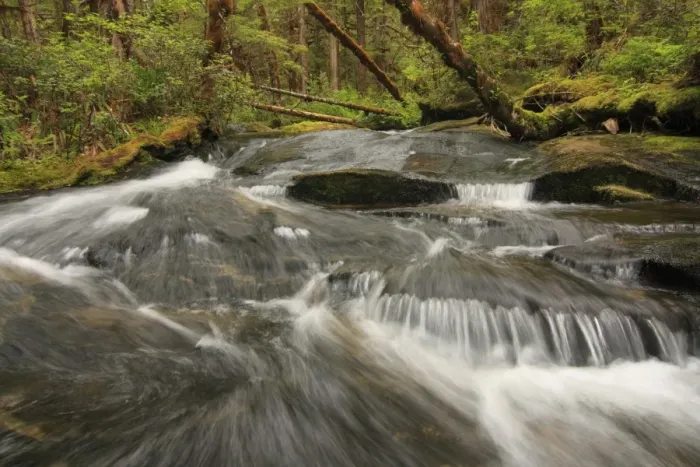 Framed Print : Fast-flowing stream in temperate coastal rainforest habitat, Roscoe Inlet, Coast Mountains, Great Bear Rainforest Framed Print : Fast-flowing stream in temperate coastal rainforest habitat, Roscoe Inlet, Coast Mountains, Great Bear Rainforest