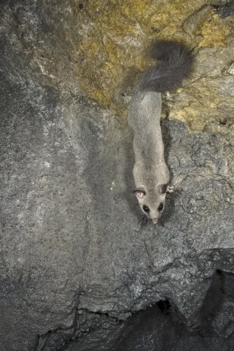 Framed Print : Fat Dormouse (Glis glis) adult, climbing on rock, Italy, october