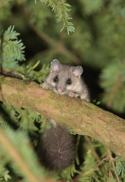 Fat Dormouse (Glis glis) adult, climbing on branch in yew tree, Wendover Woods, Chiltern Hills, Hertfordshire, England
