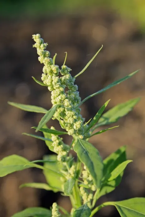 Framed Print : Fat Hen (Chenopodium album) close-up of flowers, growing as weed in garden allotment, Suffolk, England, august Framed Print : Fat Hen (Chenopodium album) close-up of flowers, growing as weed in garden allotment, Suffolk, England, august