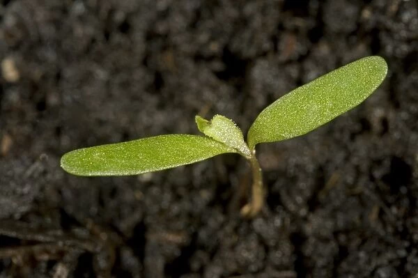 Fat hen, Chenopodium album, seedling cotyledons of arable annual weed