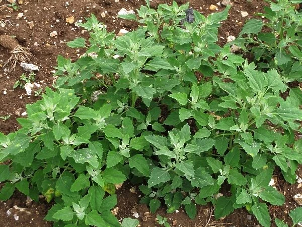 Fat hen, lambs quarters or goosefoot, Chenopodium album, plant. An arable and garden weed