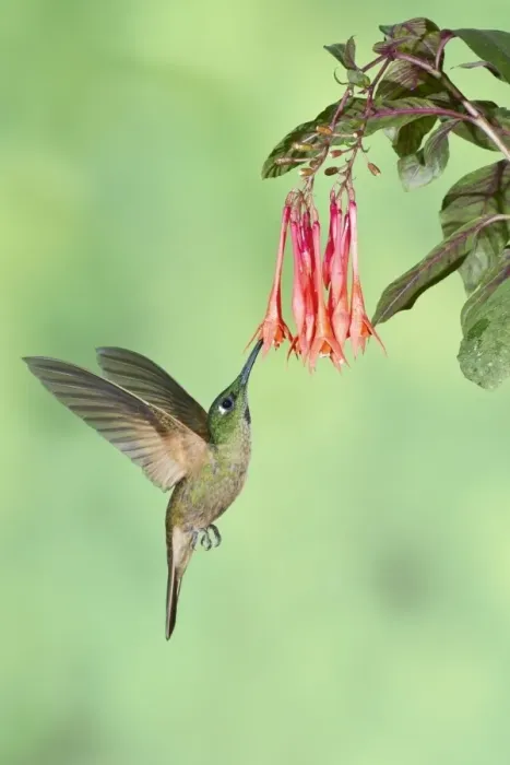 Framed Print : Fawn-breasted Brilliant (Heliodoxa rubinoides) adult male, in flight, hovering at flower in montane rainforest, Andes Framed Print : Fawn-breasted Brilliant (Heliodoxa rubinoides) adult male, in flight, hovering at flower in montane rainforest, Andes