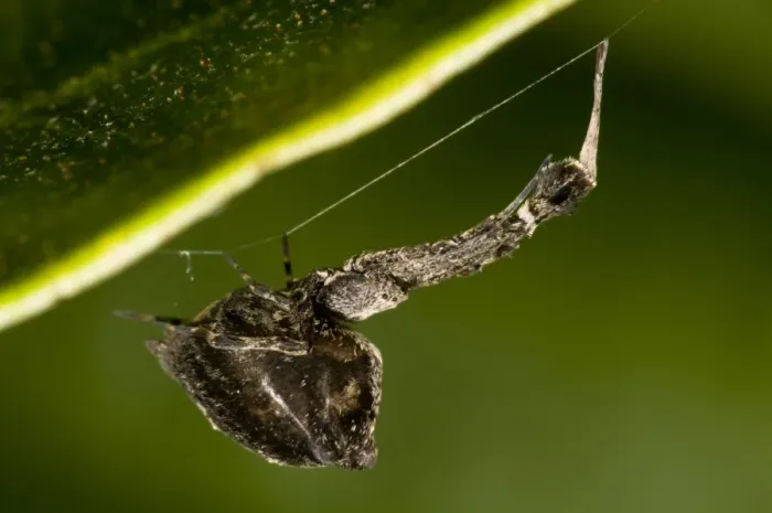 Framed Print : Feather-legged Lace Weaver (Uloborus plumipes) adult, hanging from web underneath leaf in garden, Belvedere, Bexley Framed Print : Feather-legged Lace Weaver (Uloborus plumipes) adult, hanging from web underneath leaf in garden, Belvedere, Bexley