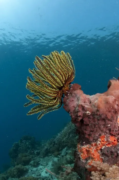 Framed Print : Feather-star (Crinoidea sp. ) on sponge in reef habitat, Pantar Island, Alor Archipelago, Lesser Sunda Islands, Indonesia Framed Print : Feather-star (Crinoidea sp. ) on sponge in reef habitat, Pantar Island, Alor Archipelago, Lesser Sunda Islands, Indonesia