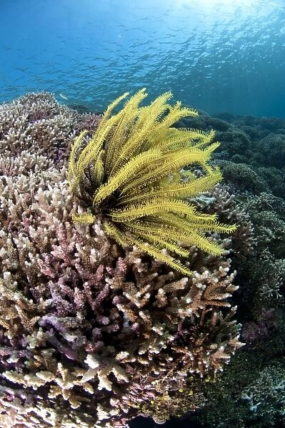 Feather-star (Crinoidea sp. ) on Staghorn Coral (Acropora sp. ) in reef habitat, Bingkudu Island, Penyu Islands