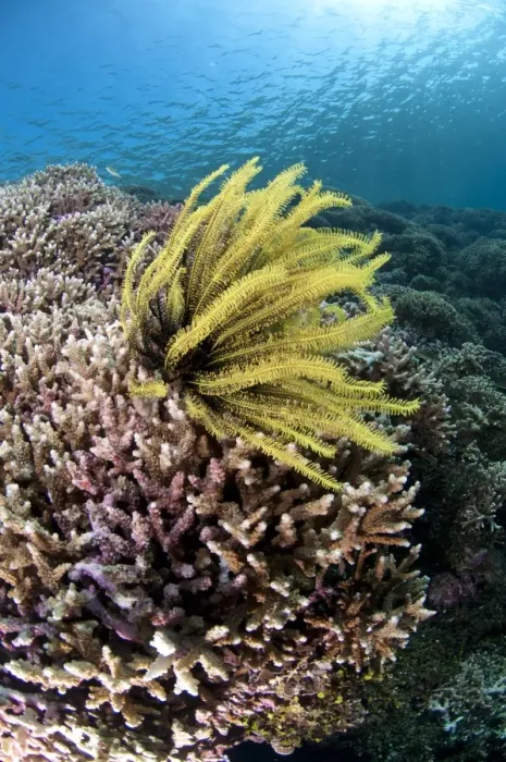 Framed Print : Feather-star (Crinoidea sp. ) on Staghorn Coral (Acropora sp. ) in reef habitat, Bingkudu Island, Penyu Islands