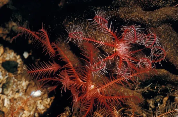 Framed Print : Feather-star - Rosy (Antedon bifida) close-up Framed Print : Feather-star - Rosy (Antedon bifida) close-up