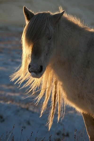 Fell Pony, adult, close-up of head, backlit in snow with low evening sunshine, Cumbria, England, december