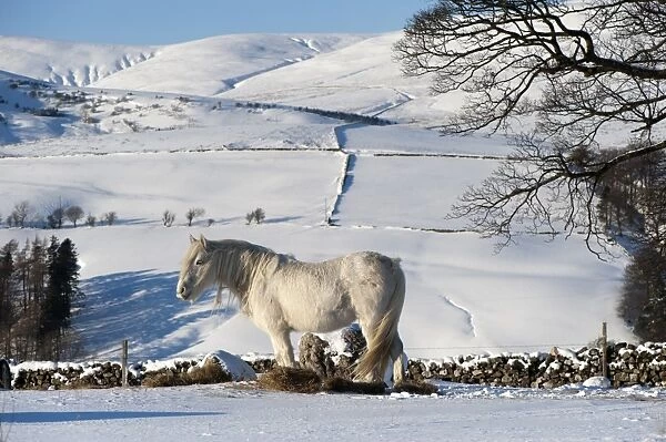 Fell Pony, white adult, feeding on hay in snow, Cumbria, England, winter