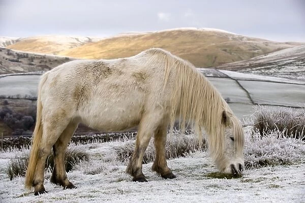 Fell Pony, white adult, grazing on snow covered moorland, Ravenstonedale, Cumbria, England, winter