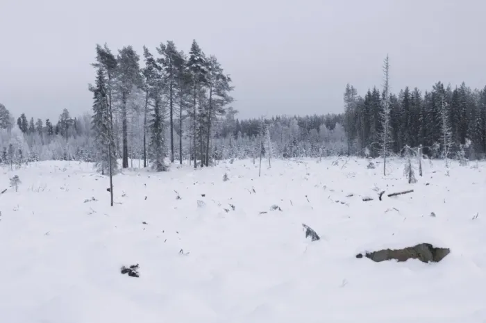 Framed Print : Felled and cleared coniferous forest in snow, Uppsala, Sweden, winter Framed Print : Felled and cleared coniferous forest in snow, Uppsala, Sweden, winter